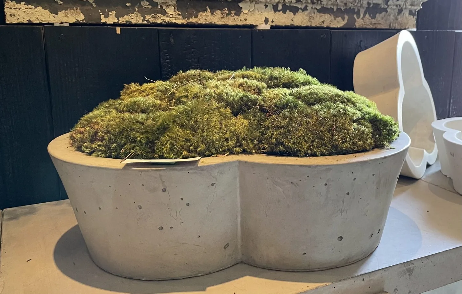 A concrete planter filled with green moss placed on a surface against a dark wall with peeling paint