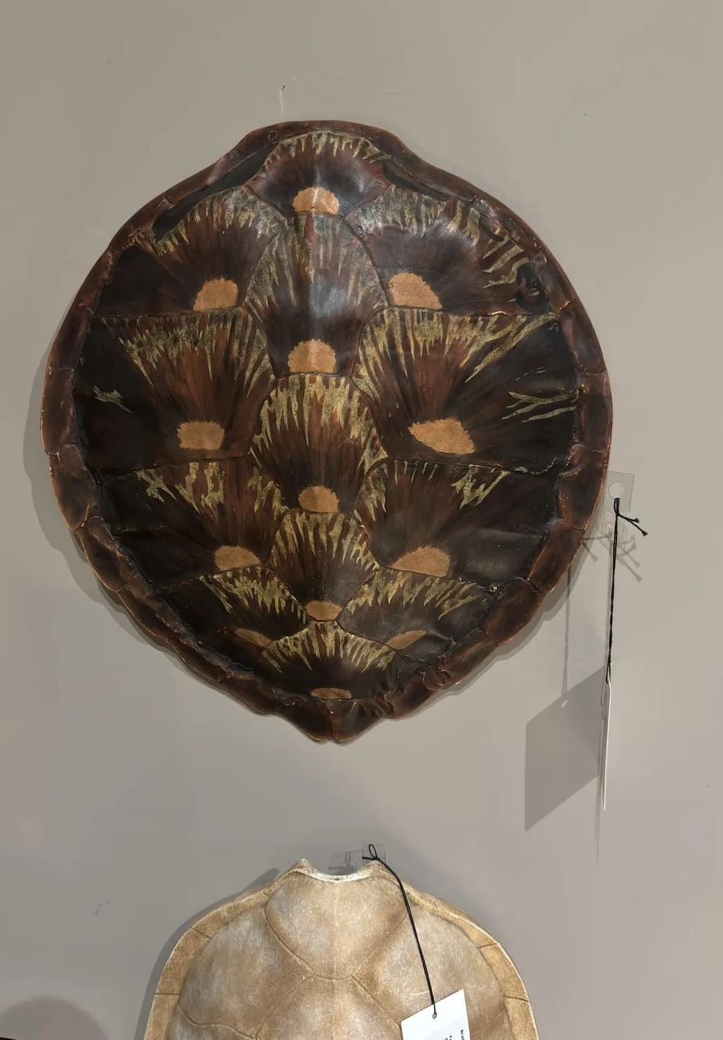 Two decorative turtle shell wall hangings, one dark with gold accents and one light beige, displayed on a plain wall