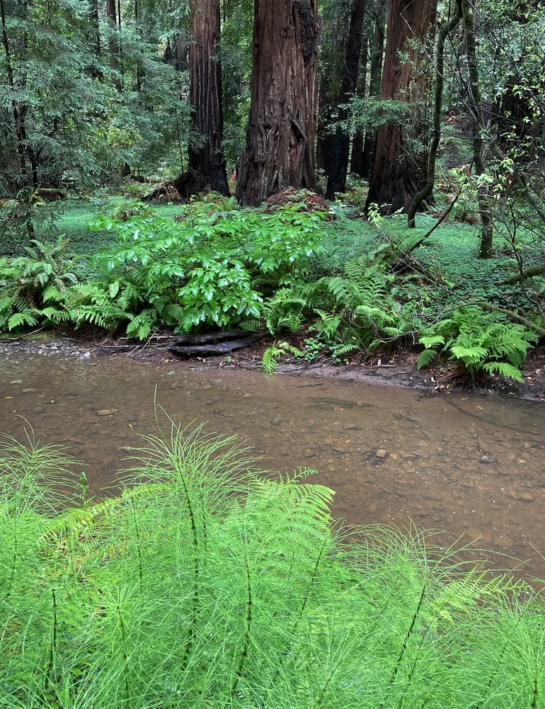A natural outdoor scene featuring a shallow creek surrounded by lush green ferns and tall trees