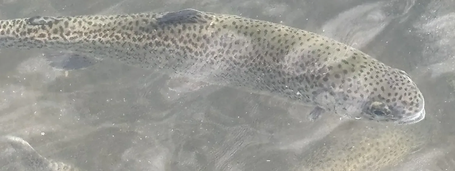A close-up image of a fish with spotted skin swimming in clear water