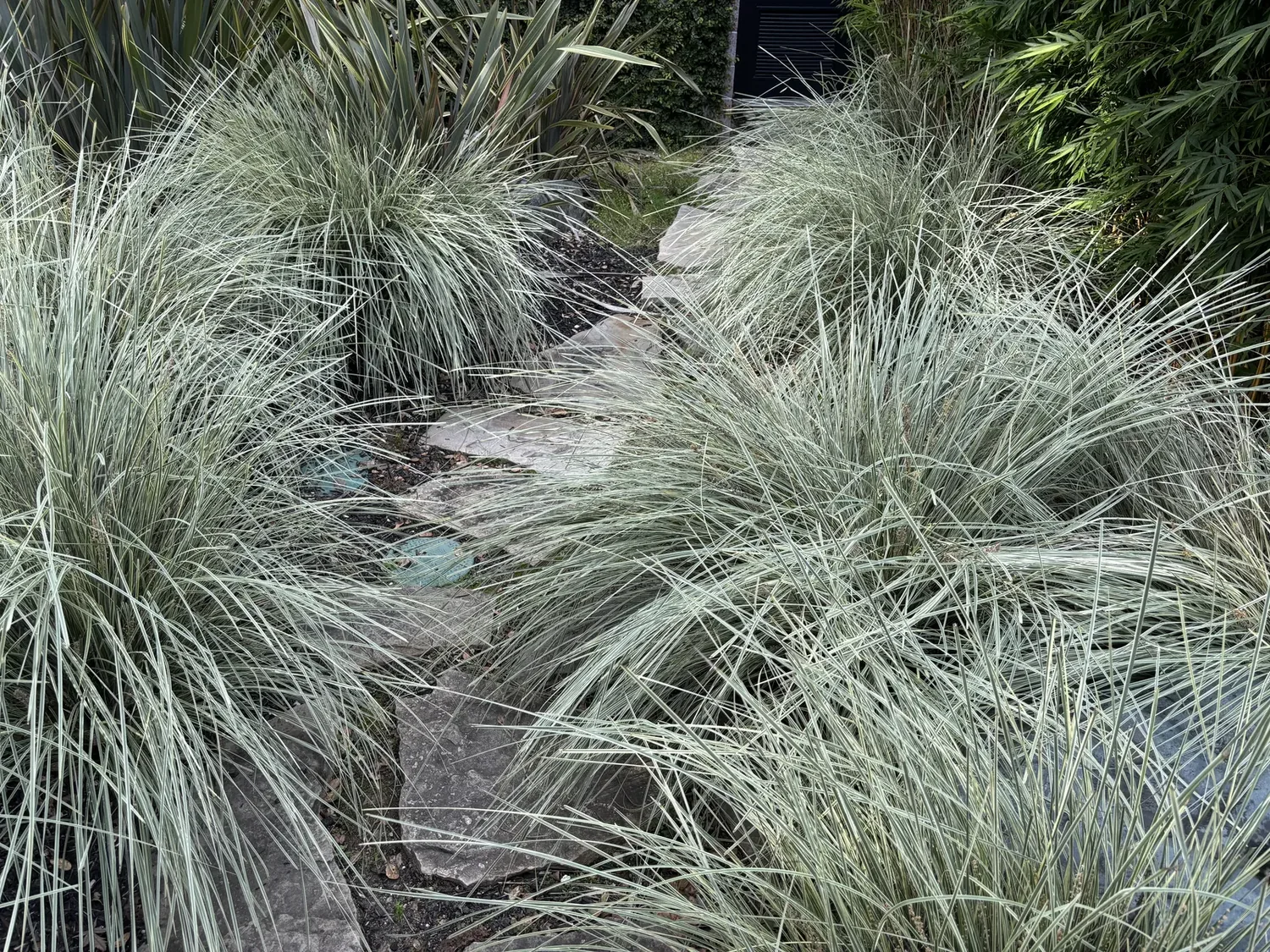 A narrow stone pathway surrounded by dense ornamental grasses and greenery